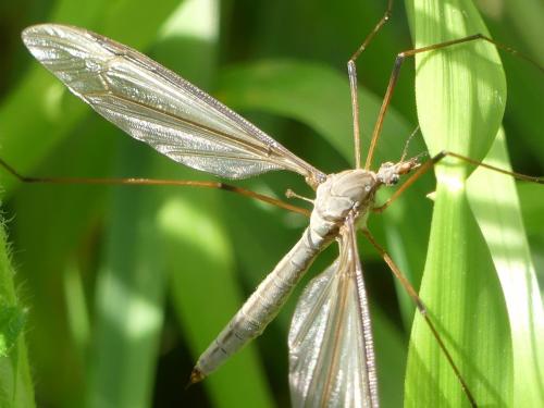 Tipula oleracea